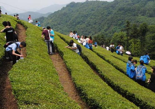 含山茶业发展新模式：“互联网+茶业+旅游”