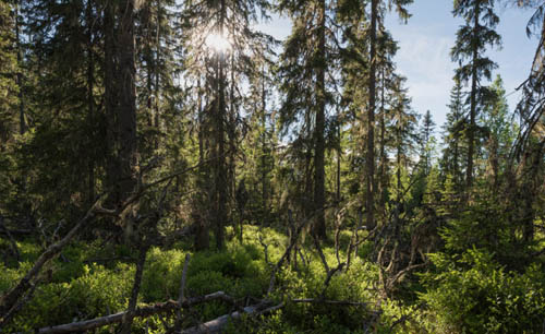 绿色和平组织推出AR体验 带你亲临大北方森林
