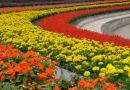 常州花卉博览会诚邀市民鉴赏花卉界的奥林匹克