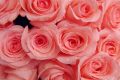 18万株玫瑰将亮相第八届中国花卉博览会