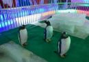 四只企鹅亮相“哈尔滨冰雕艺术展”