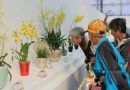 第八届三亚国际热带兰花博览会昨日开幕 兰花精品3万余盆亮相
