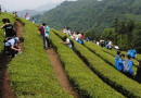 含山茶业发展新模式：“互联网+茶业+旅游”