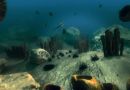 VR纪录片带你领略5亿年前的海洋世界