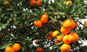 （老虎冲）柑橘果园