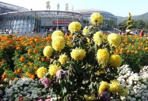 中国菊花展
