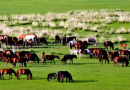 内蒙古绿色农畜产品博览会十月在呼市开幕