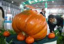 2013中国·成都国际都市现代农业博览会将举办
