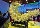 2013陈村花卉文化博览会将举办