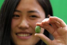 “拇指”西瓜亮相第十一届中国国际农产品交易会