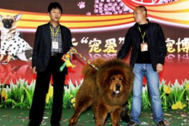 2015中国成都国际宠物、水族博览会将于4月隆重举办
