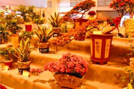 第二届中国盆栽花卉交易会​ 本月28日开幕